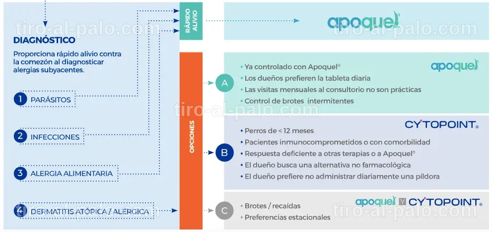 Alternativa al Apoquel: Soluciones para Alergias en Perros