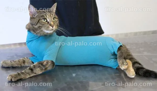 Gato explorando con un accesorio diferente al collar isabelino.