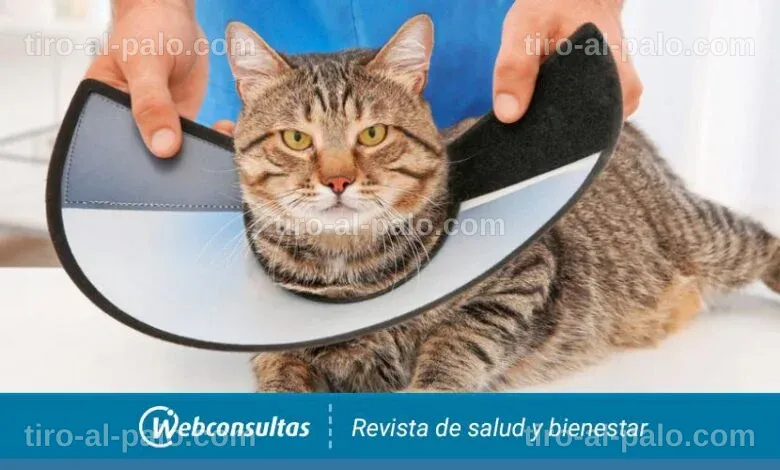 Otra opción para reemplazar el collar isabelino, destacando su comodidad y estilo.