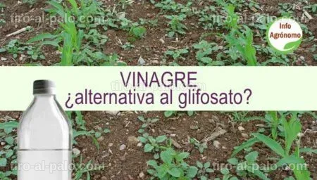 Botellas de vinagre en un campo, explorando su uso como herbicida natural.
