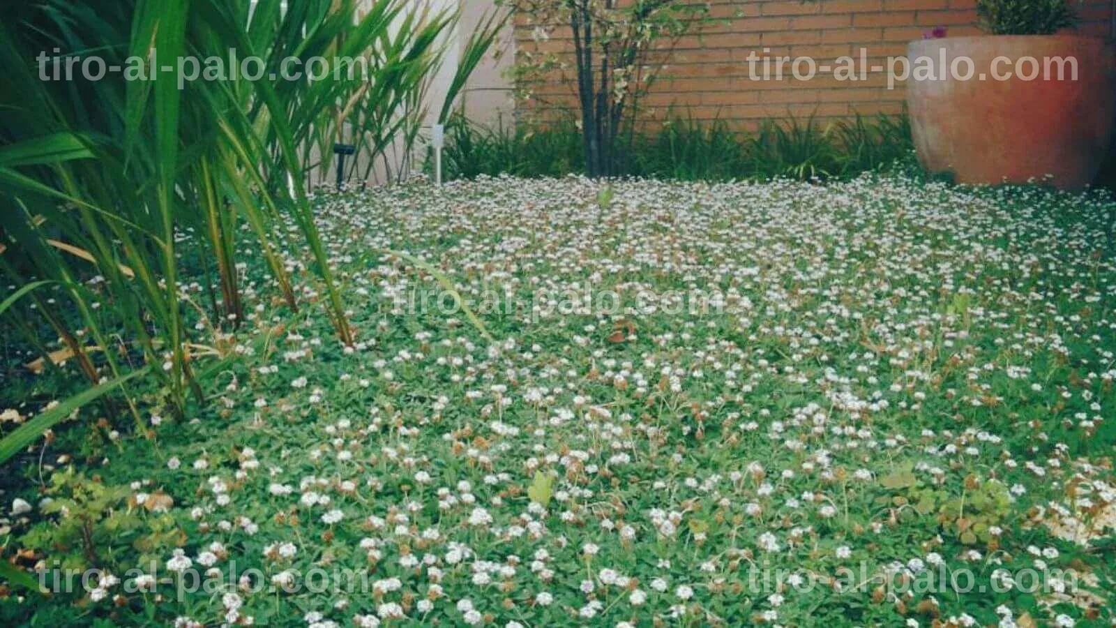 Alternativa Césped: La Revolución Verde en Jardinería
