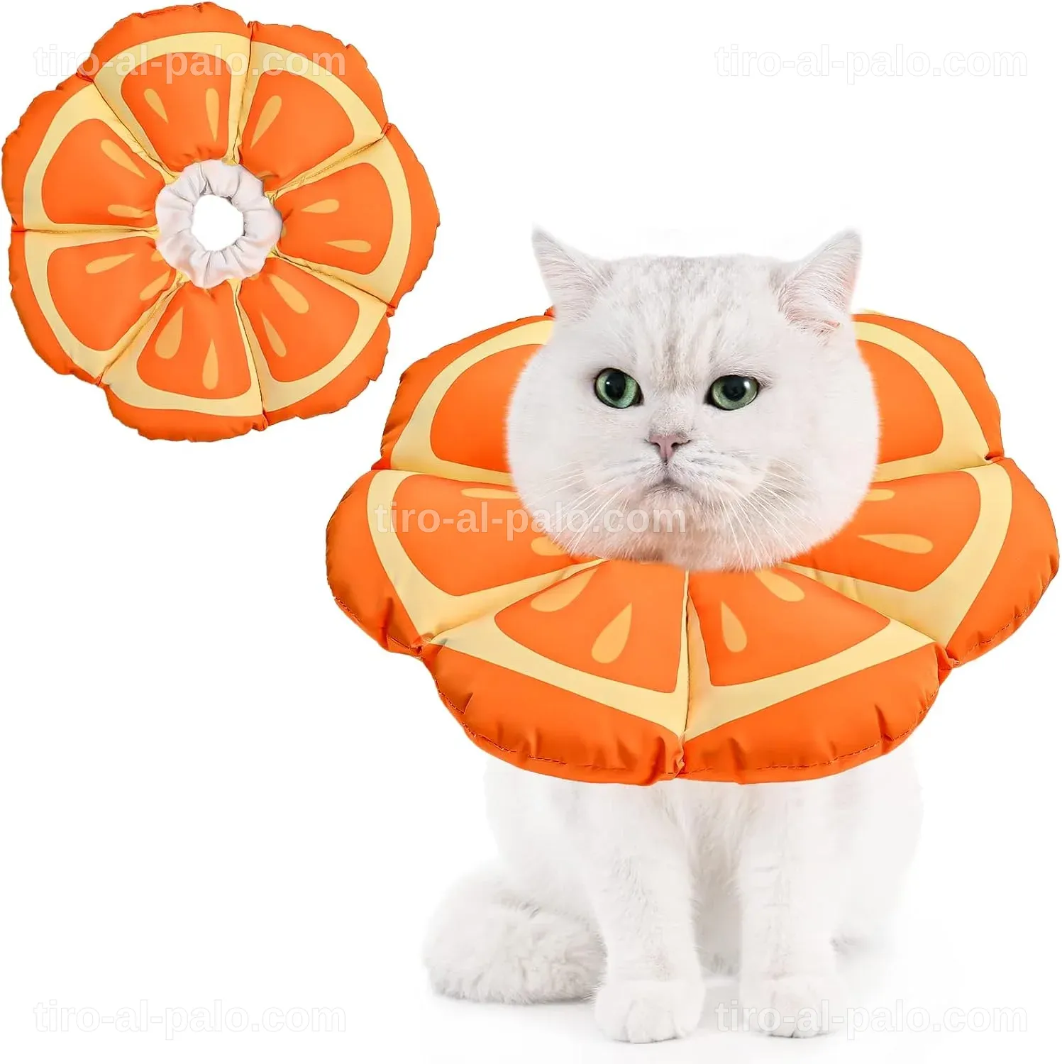 Alternativa Collar Isabelino Gato: Opciones Más Amigables