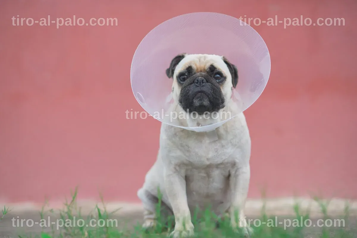 Collar isabelino en un entorno clínico, utilizado en animales.