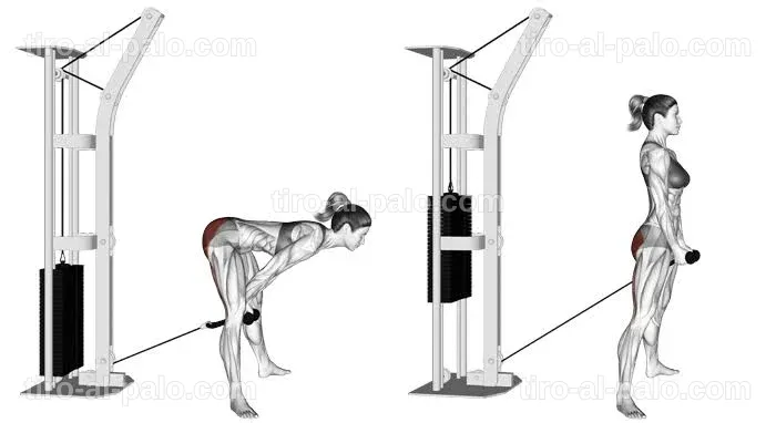 Ejercicio de 'pull through' utilizando una máquina de cable en el gimnasio.