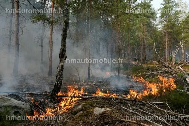 Des pompiers luttant contre les flammes dans la forêt de Fontainebleau.